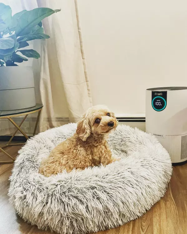 Only the best air